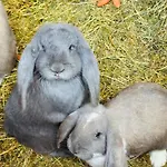 Hébergement de vacances Arany