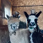 Arany Vendeghaz Case de vacanță