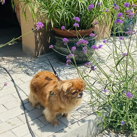 Arany Vendeghaz * Szarvas