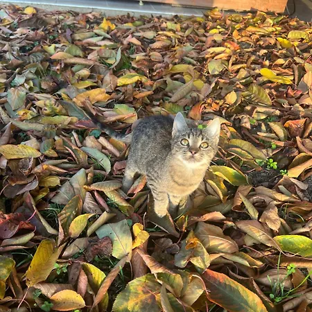 Vakantiehuis Arany Vendeghaz Szarvas