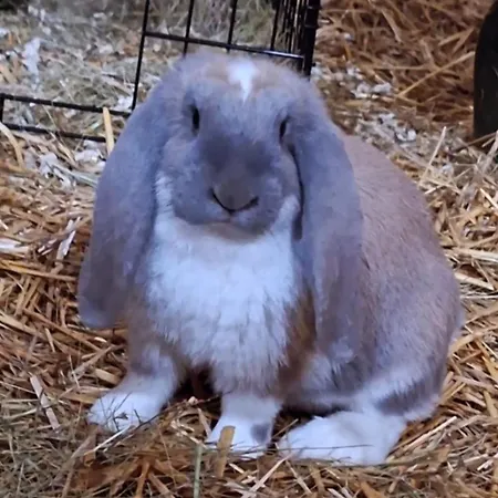 Vakantiehuis Arany Vendeghaz *