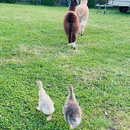 Arany Vendeghaz Vakantiehuis Szarvas