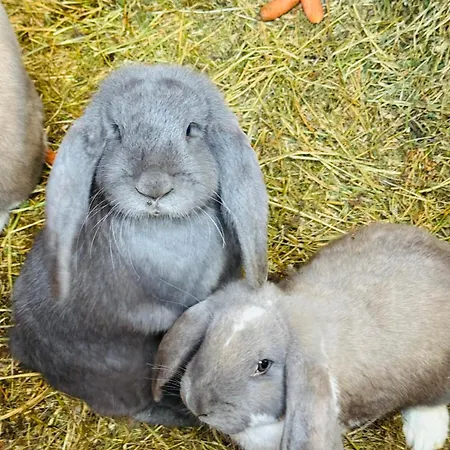 Vakantiehuis Arany Vendeghaz